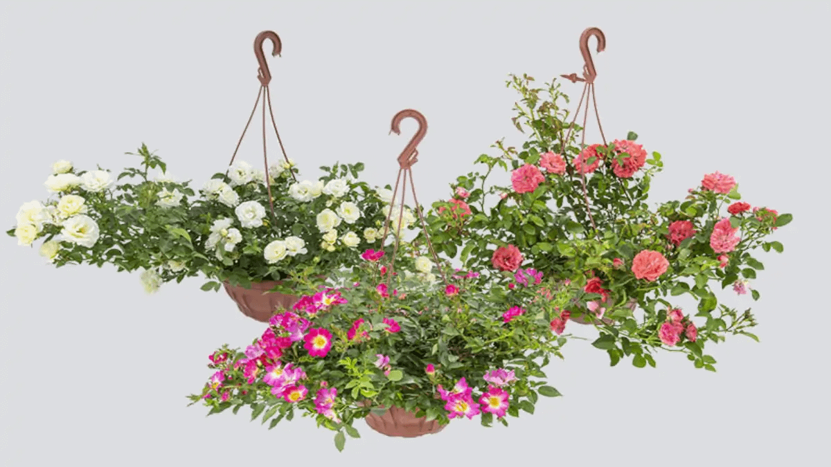 Mini Rosas fáceis de cultivar em casa e em vasos e floreiras, guia completo no blog Dica Pronta.