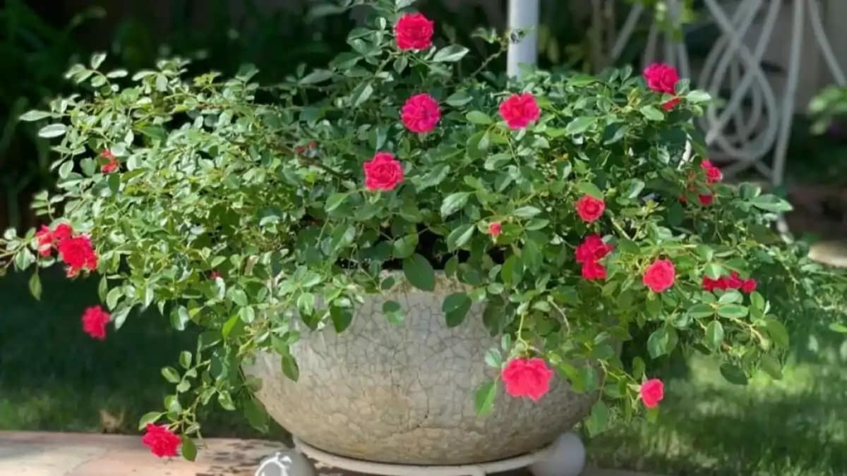 Mini Rosas fáceis de cultivar em casa e em vasos, guia completo no blog Dica Pronta.