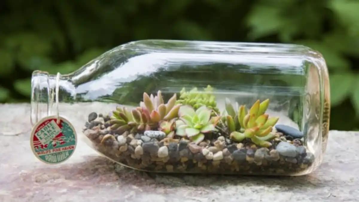 Mini terrário para lembrancinhas, tudo no blog Conversa Pronta.