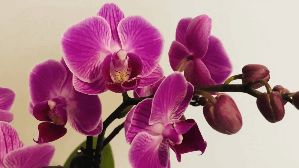 Orquídeas um design vivo no apartamento. O Cultivo e todos os cuidados estão no blog Conversa Pronta.