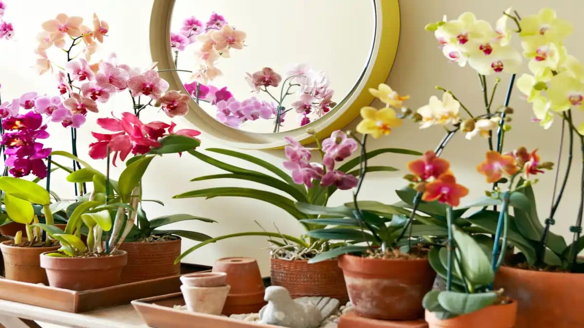 Orquídeas um design vivo no apartamento. O Cultivo e as dicas estão no blog Conversa Pronta.