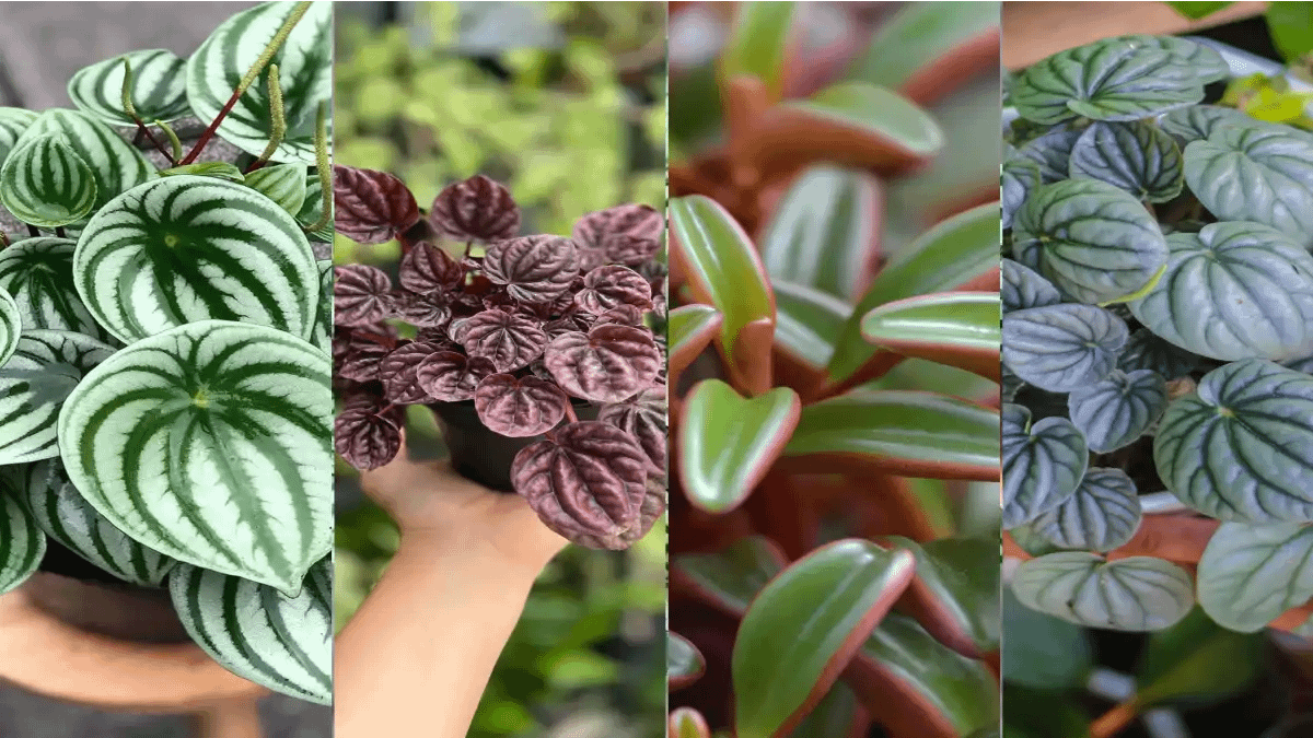 Peperonia, plantas de sombra no blog Conversa Pronta.