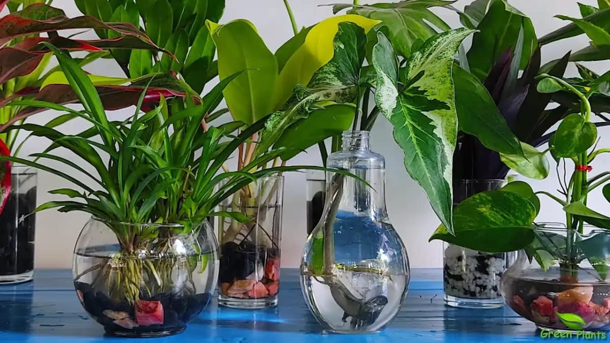 Plantas na água, cultivo e cuidados passo a passo completo no blog Conversa Pronta.