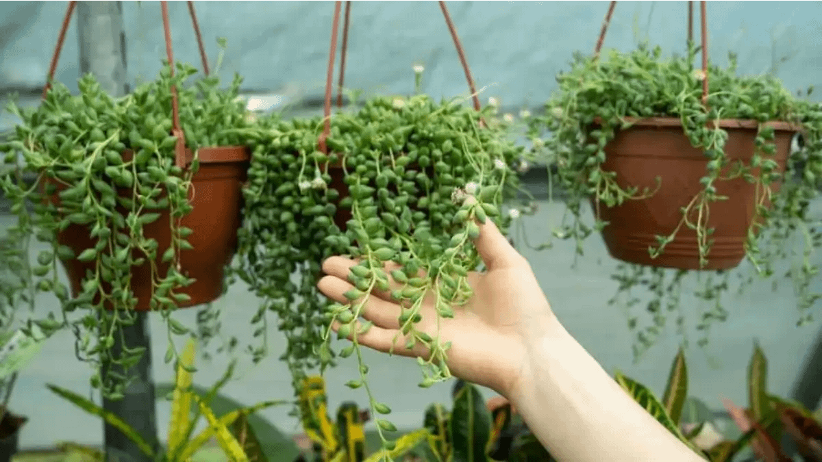 Plantas pendentes, passo a passo no blog Conversa Pronta.