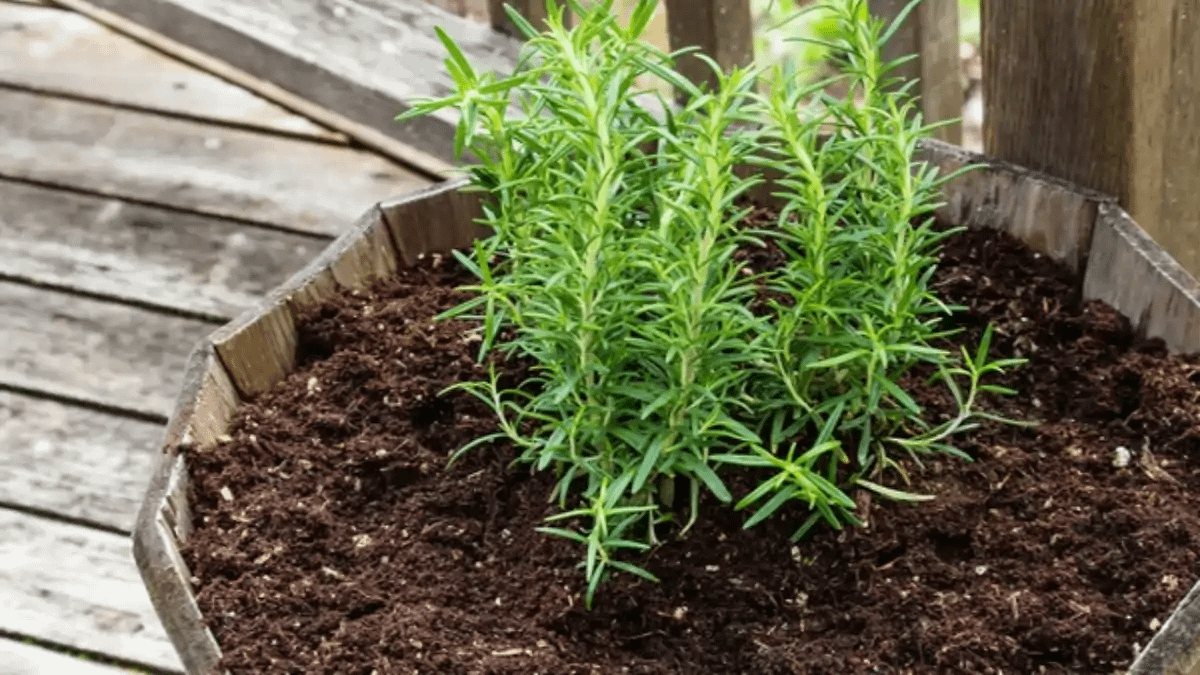 Plantas que trazem boas energias, alecrim, no blog conversa pronta.