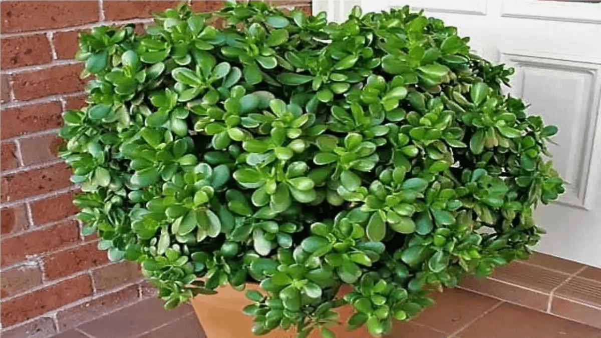 Plantas que trazem boas energias, jade, no blog conversa pronta.