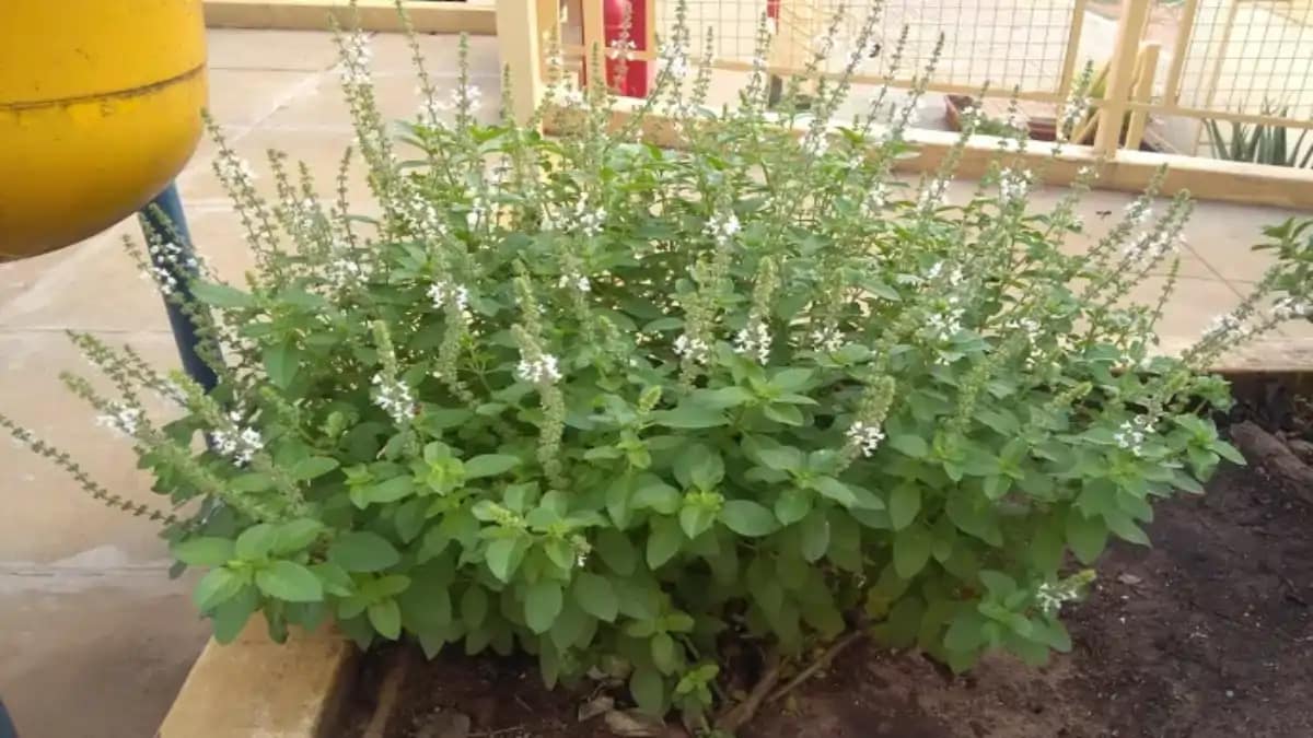 Plantas que trazem boas energias, manjericão, no blog conversa pronta.