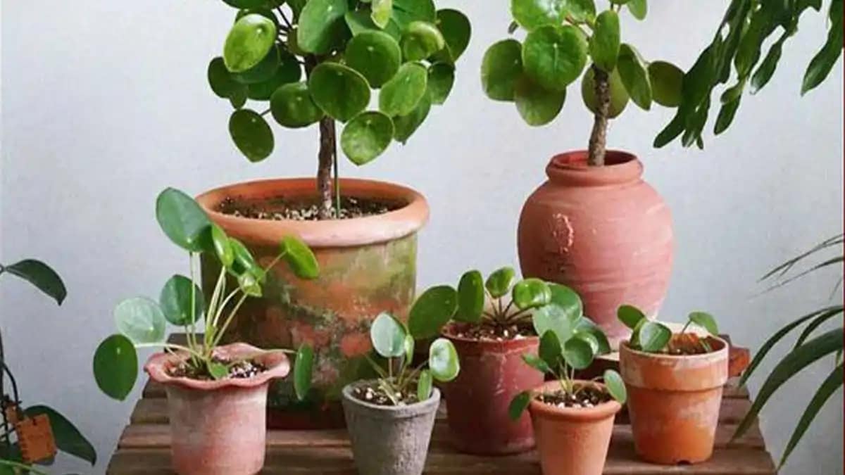 Plantas que trazem boas energias, pilea, no blog conversa pronta.