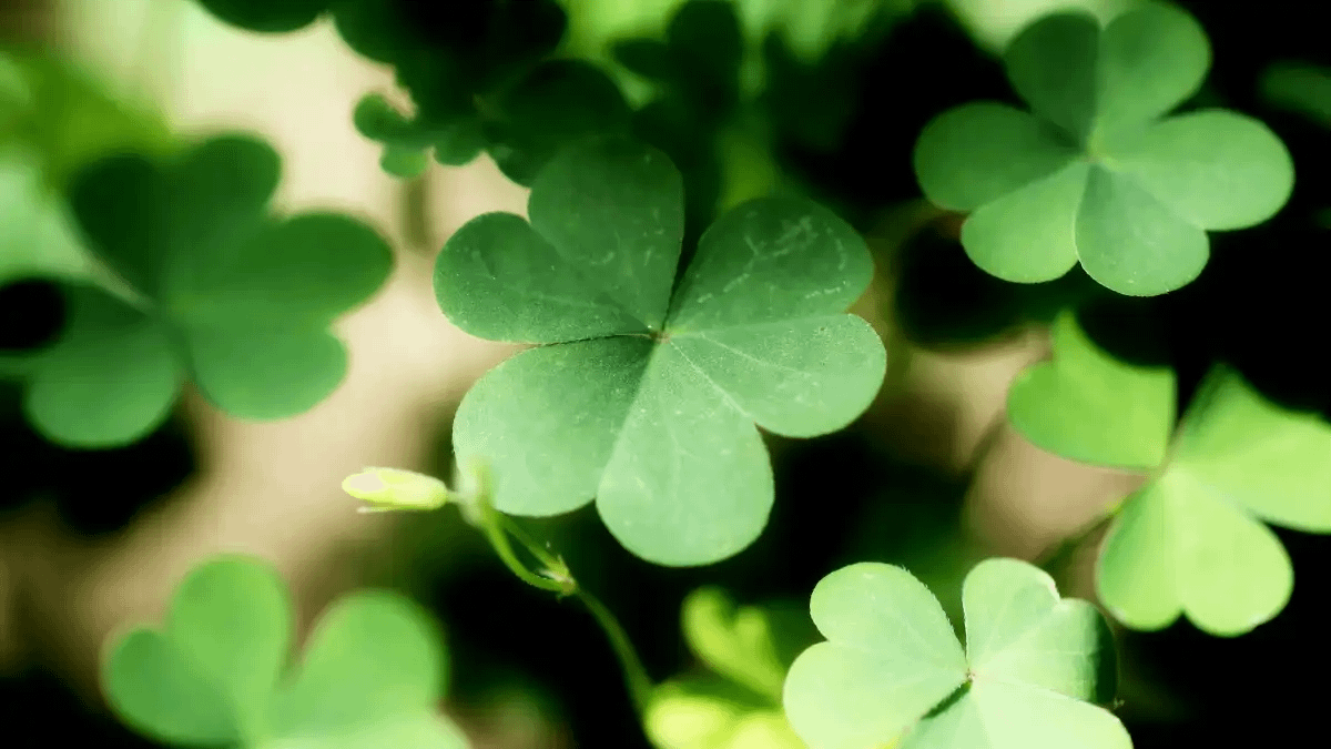 Plantas que trazem boas energias, trevo da sorte, no blog conversa pronta.