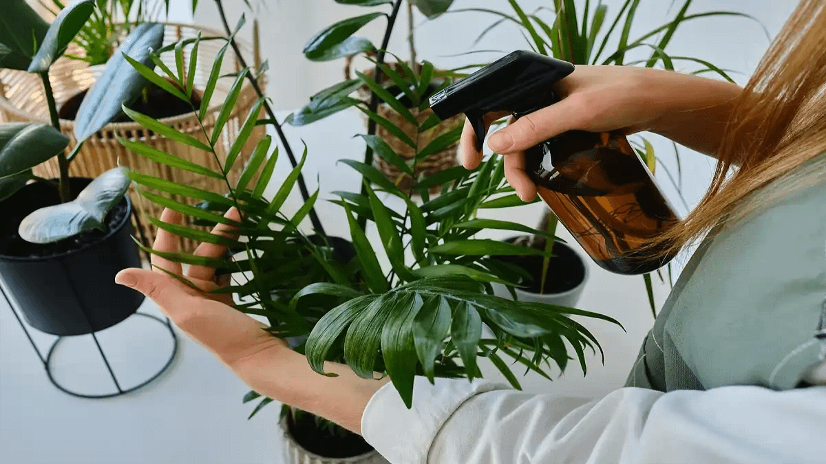 Aplicação de sabão contra pragas nas plantas, passo a passo e dicas no blog Conversa Pronta.