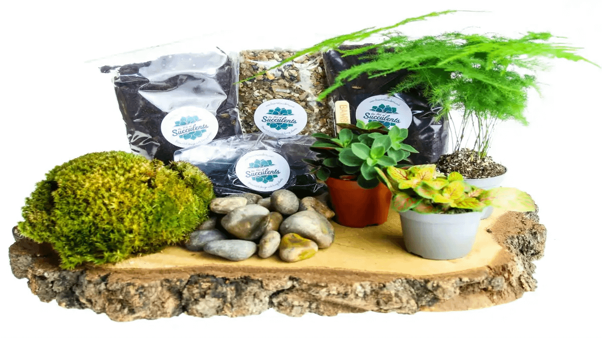 Terrário fechado e vidro, como fazer, no blog Conversa Pronta.