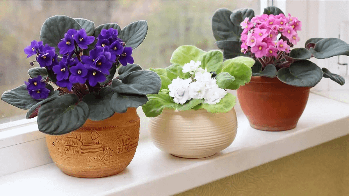 Vasos com violeta-africana varias cores, no blog Conversa Pronta.