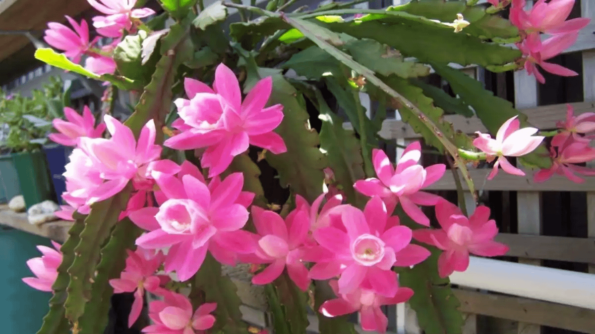 Orquídea cactos, Vasos com flores imortais no blog Conversa Pronta.