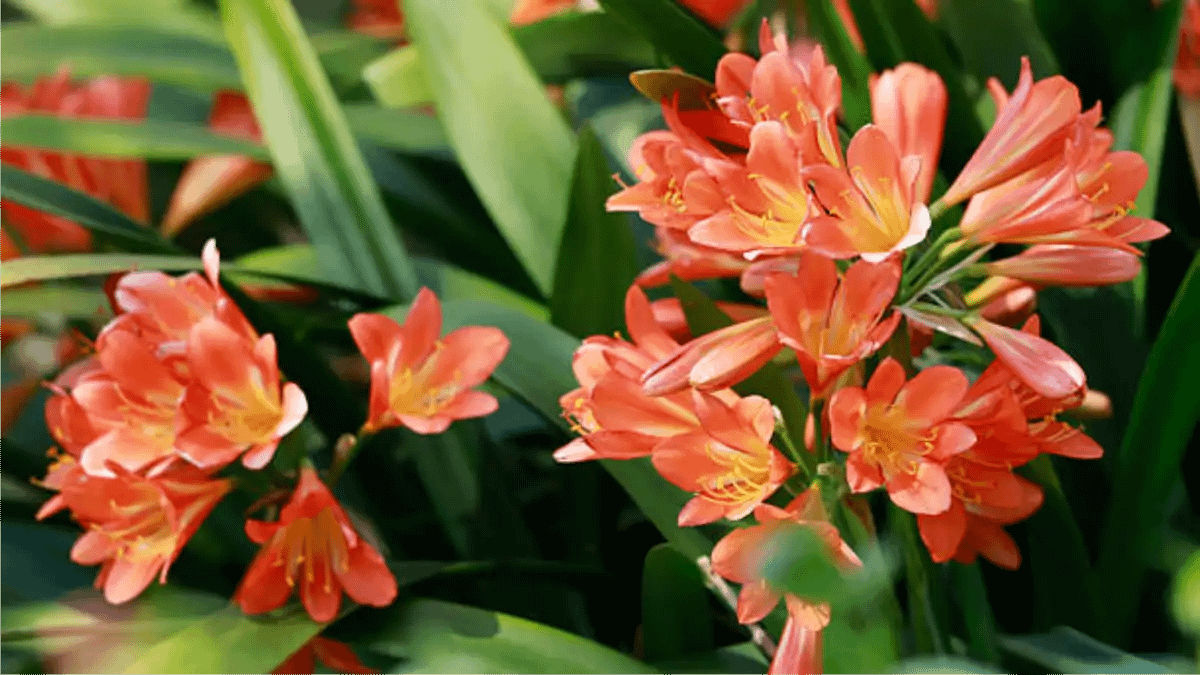 Clívia, Vasos com flores imortais no blog Conversa Pronta.