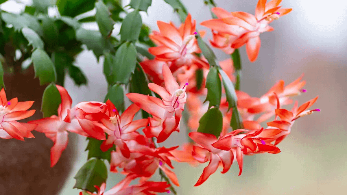 Flor de maio, Vasos com flores imortais no blog Conversa Pronta.