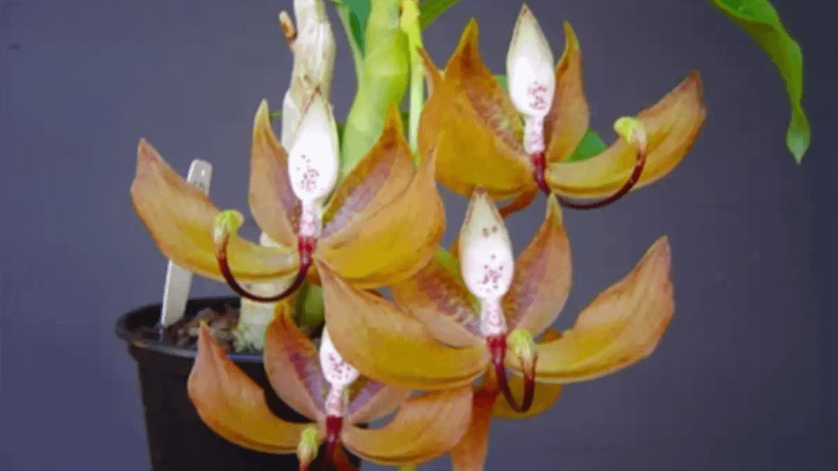 Uma Orquídea pescoço de cisne no blog Dica Pronta.