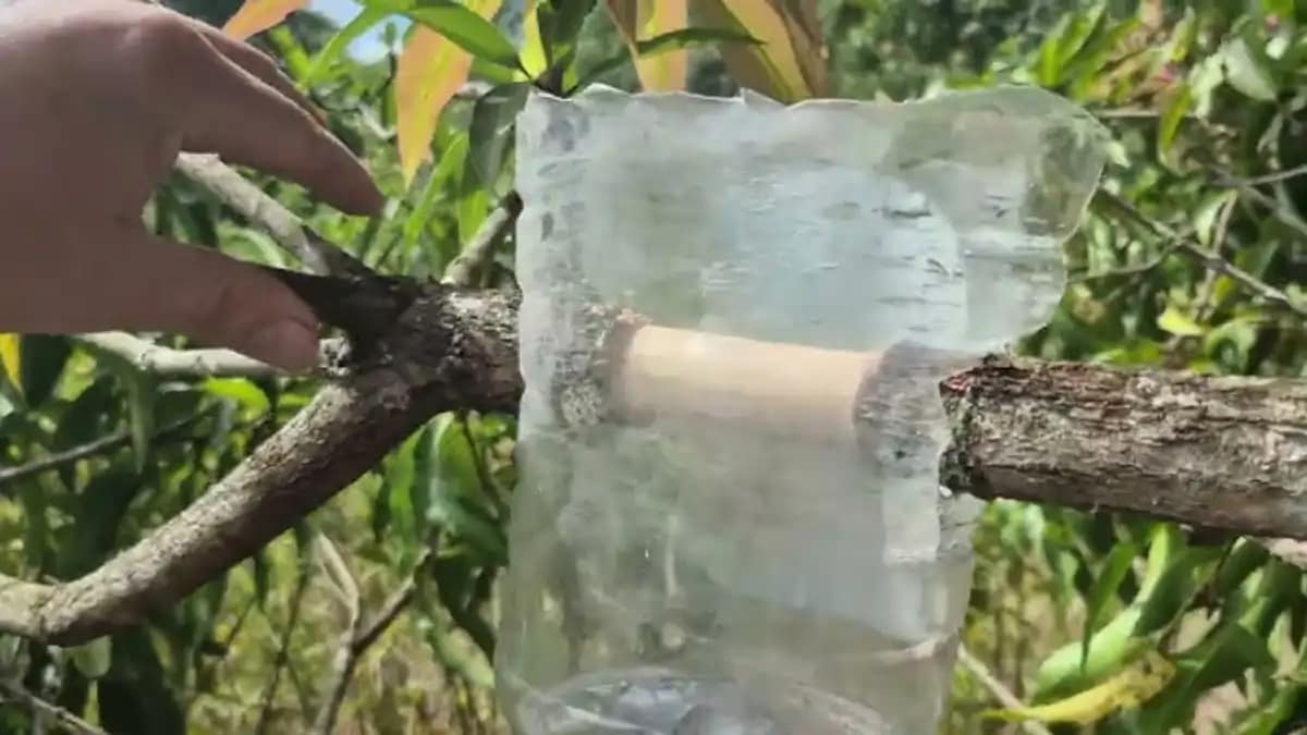 Alporquia na garrafa pet com passo a passo e dicas no blog Conversa Pronta.