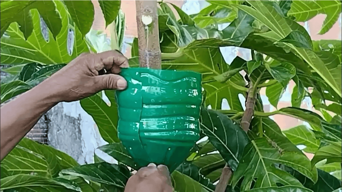 A alporquia na garrafa pet mostrada em detalhes no blog Conversa Pronta.