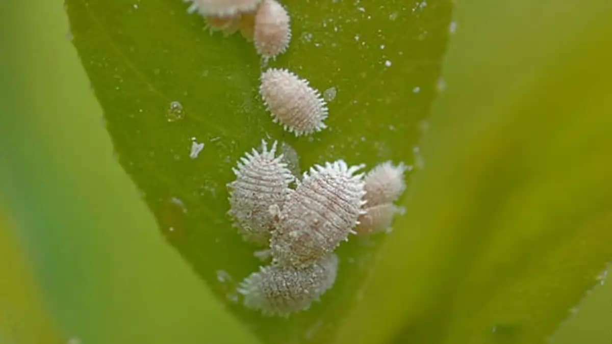 Dama da noite com dicas de cultivo no blog Conversa Pronta. Confira agora.