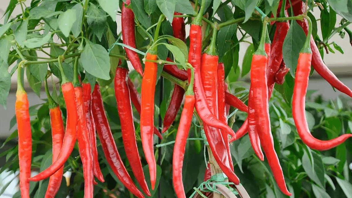 Como plantar pimenta em vasos. Passo a passo no blog Conversa Pronta.