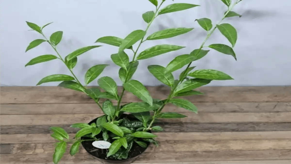 Dama da noite com dicas de cultivo no blog Conversa Pronta. Confira!