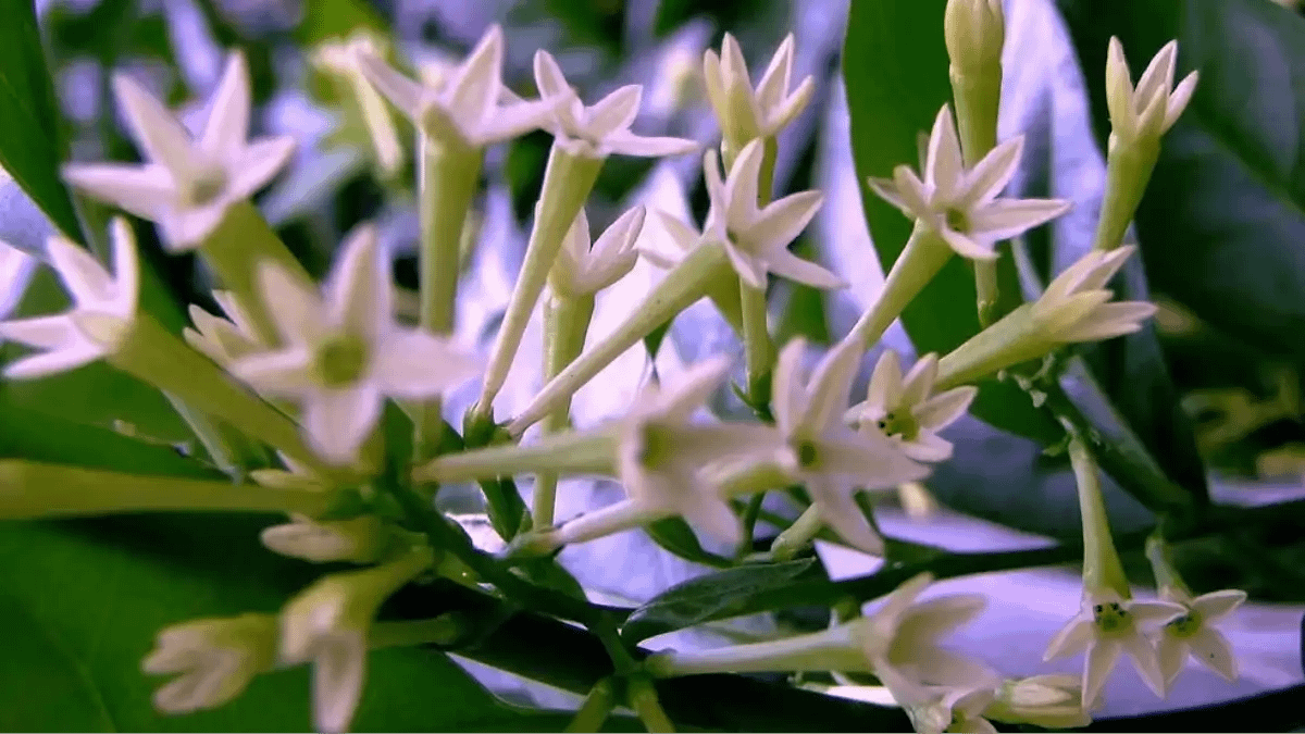 Cuidados com a dama da noite. Guia completo no blog Conversa Pronta.