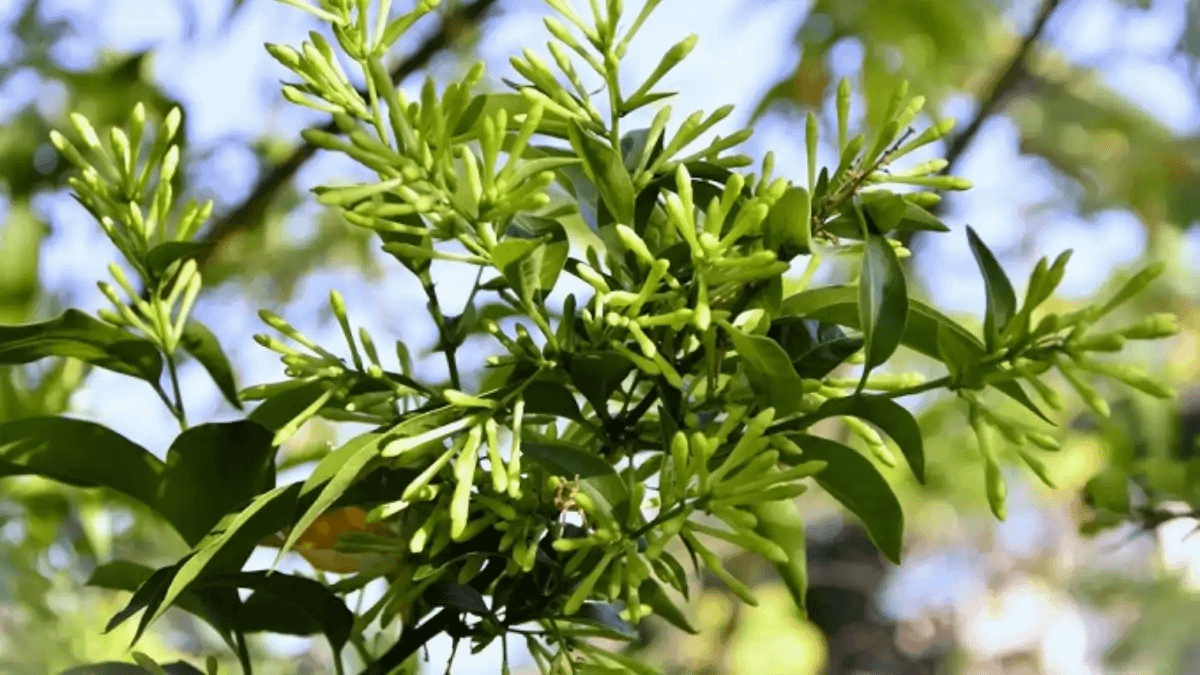 Dama da noite com dicas de cultivo no blog Conversa Pronta.