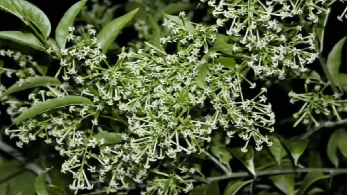 Dama da noite com dicas de cultivo no blog Conversa Pronta. Confira aqui.