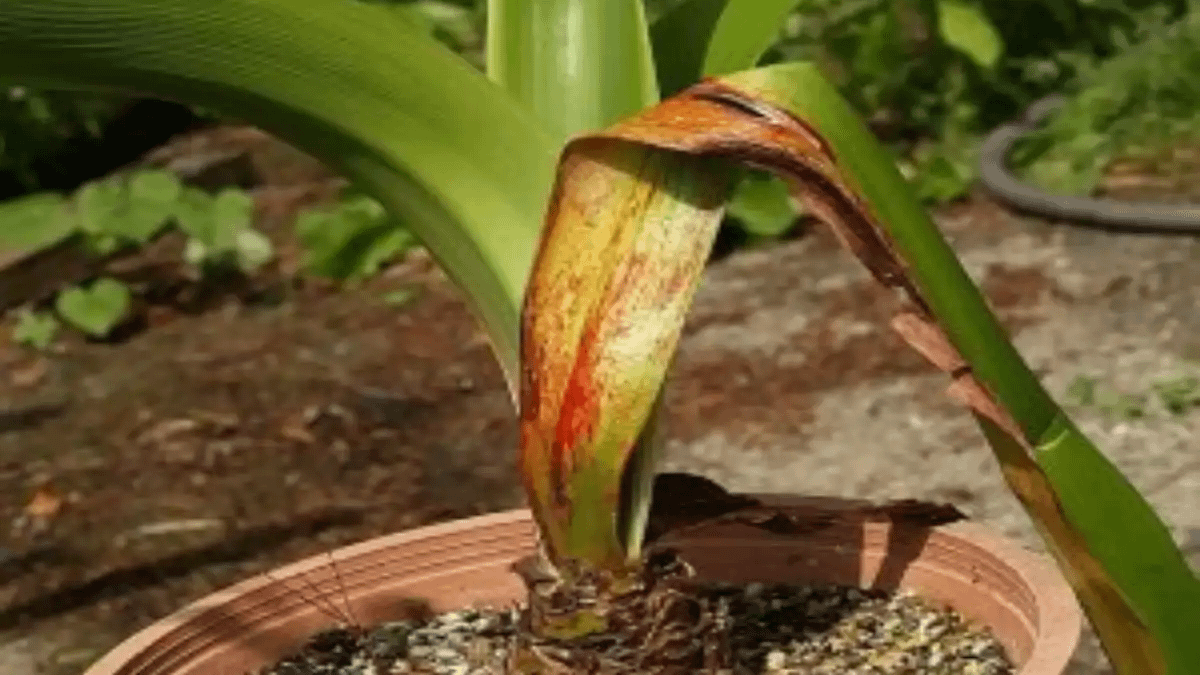 Amarílis Não Floresce? 50 Dúvidas Resolvidas Para 2026 e doenças, no Blog Conversa Pronta.