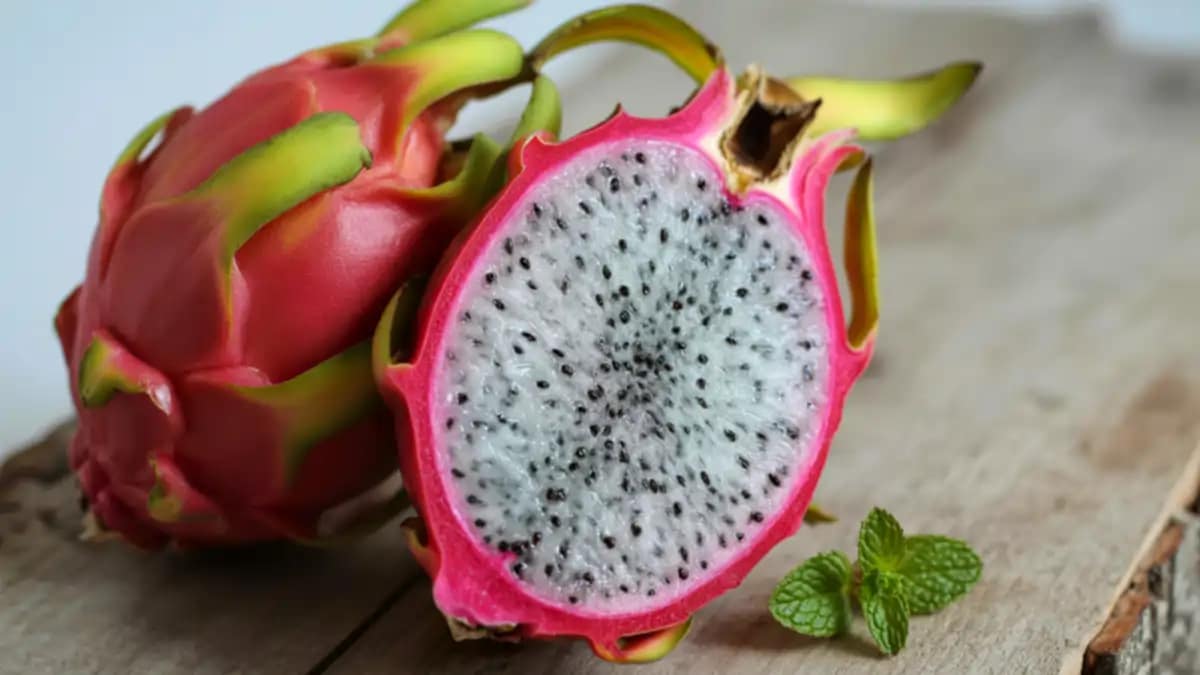 Pitaia em vaso, todas as dicas e variedades no blog Conversa Pronta. Confira aqui!