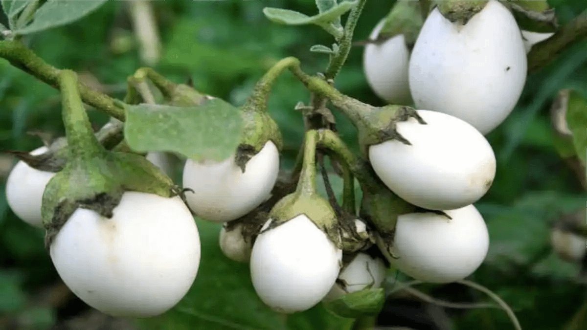 Planta ovo, um pé de ovo ornamental, no blog Conversa Pronta.