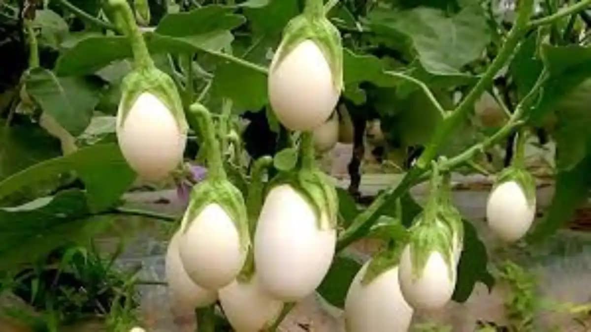 Planta ovo, um pé de ovo, variedades, no blog Conversa Pronta.