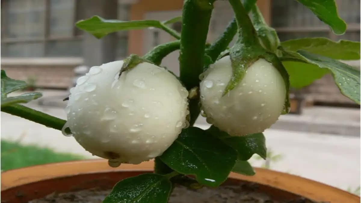 Planta ovo, um pé de ovo ornamental, dicas no blog Conversa Pronta. Confira.