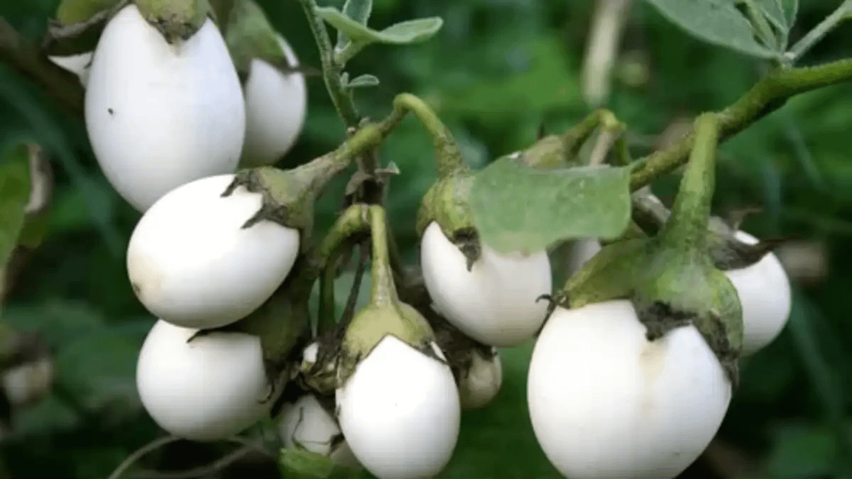 Planta ovo, um pé de ovo ornamental, dicas no blog Conversa Pronta.