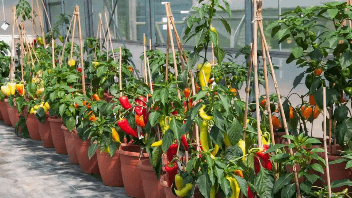 Tudo sobre Como plantar pimenta em vasos. Um passo a passo completo e dicas no blog Conversa Pronta.