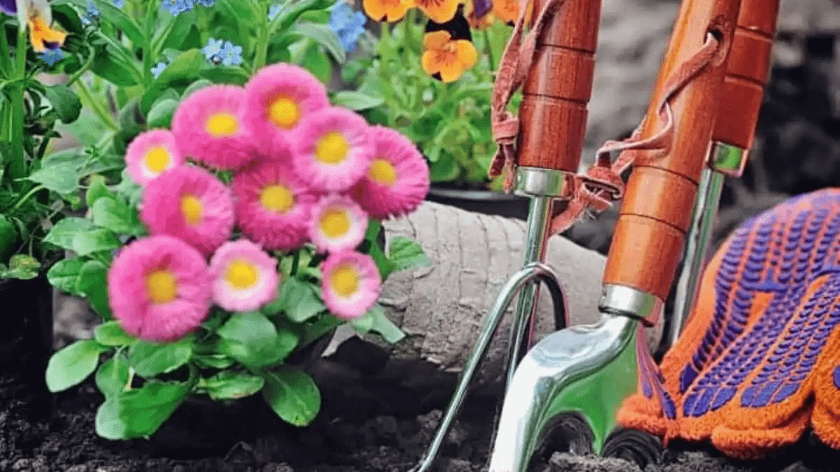 Terra para mudas. As diferenças de adubação estão no blog conversa pronta. Confira aqui!