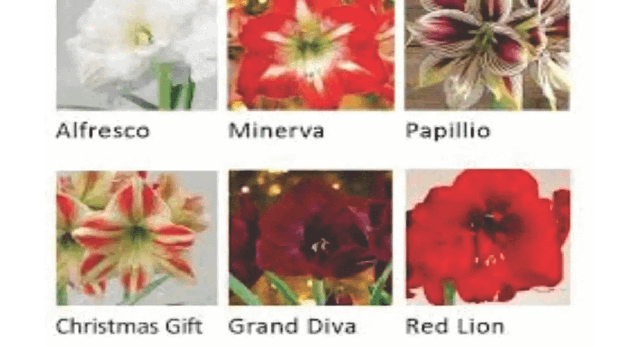 Amarílis Não Floresce? 50 Dúvidas Resolvidas Para 2026 e identificação, no Blog Conversa Pronta.