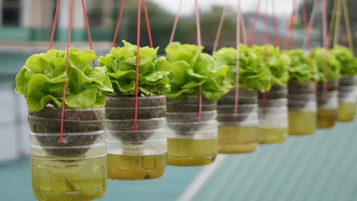 Vaso pet auto irrigável, todas as dicas completas estão todas no blog Conversa Pronta.