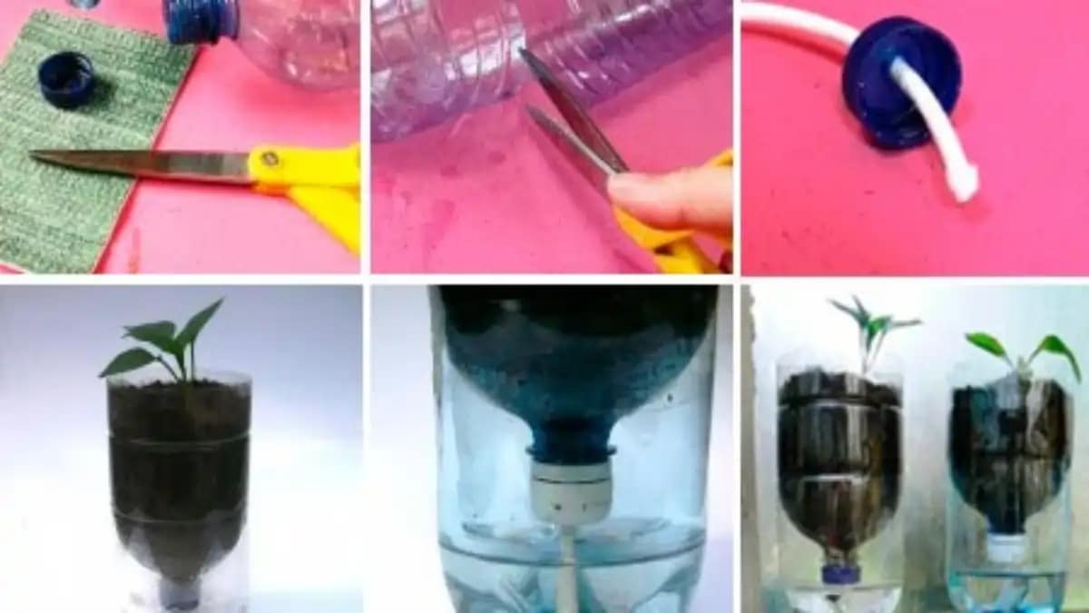 Vaso pet auto irrigável, as dicas completas estão todas no blog Conversa Pronta.