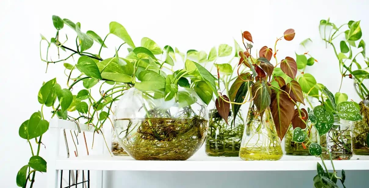 Plantas na água, cultivo e cuidados completo no blog Conversa Pronta.