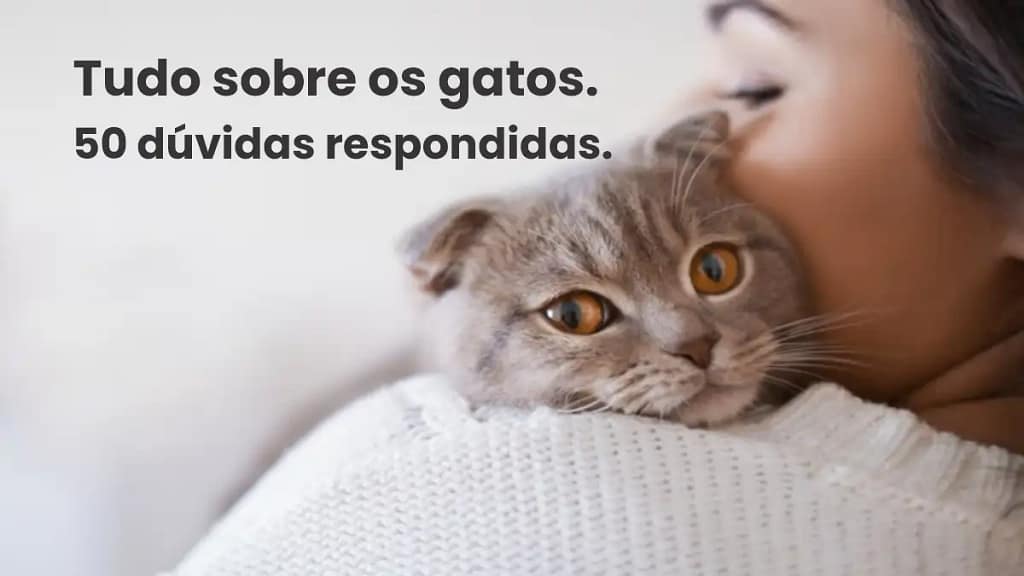 50 dúvidas sobre gatos, todas respondidas no blog Conversa Pronta.