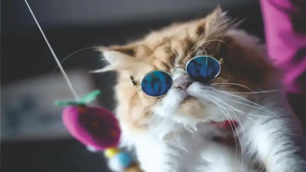 Dicas e 50 perguntas e respostas sobre gatos no blog Conversa Pronta.