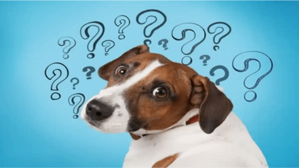 50 perguntas sobre os cães respondidas no blog Conversa Pronta.